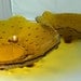 Reserved listing Set of Mid Century Golden Amber Hobnail Glass Bowls
