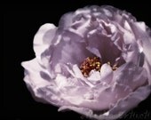 Moss Rose Floral Photography Purple,flower,lavender,Gifts under 25,bold,black,dramatic,home decor