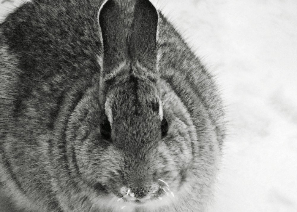 Bunny Rabbit Photography grey,monochrome,Gifts under 25,black & white,winter,adorable,snow