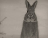 Bunny Rabbit Photography grey,monochrome,Gifts under 25,black & white,winter,adorable,snow,baby nursery decor