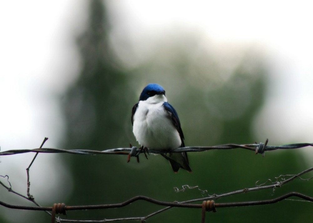 Bird Photography Tree Swallow,sapphire blue,outdoors,nature,bird lovers gift,adorable decor,Gifts under 25,Green