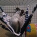Made to Order Chinchilla Sugar Glider Ferret Fleece Double Sided Hammock