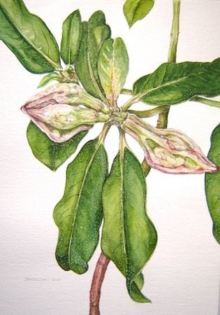 Art - Spring - Natural, Mothers Day - Flowers - Rhododendron Buds - Limited Edition Print from Original Watercolour and Pencil Drawing