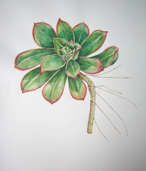 Art - Garden - Botanical study "Echeveria" - Limited Edition Glicee Print from Original Watercolour