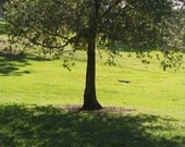 nature's hourglass by Nathan Lev cancer-leukemia