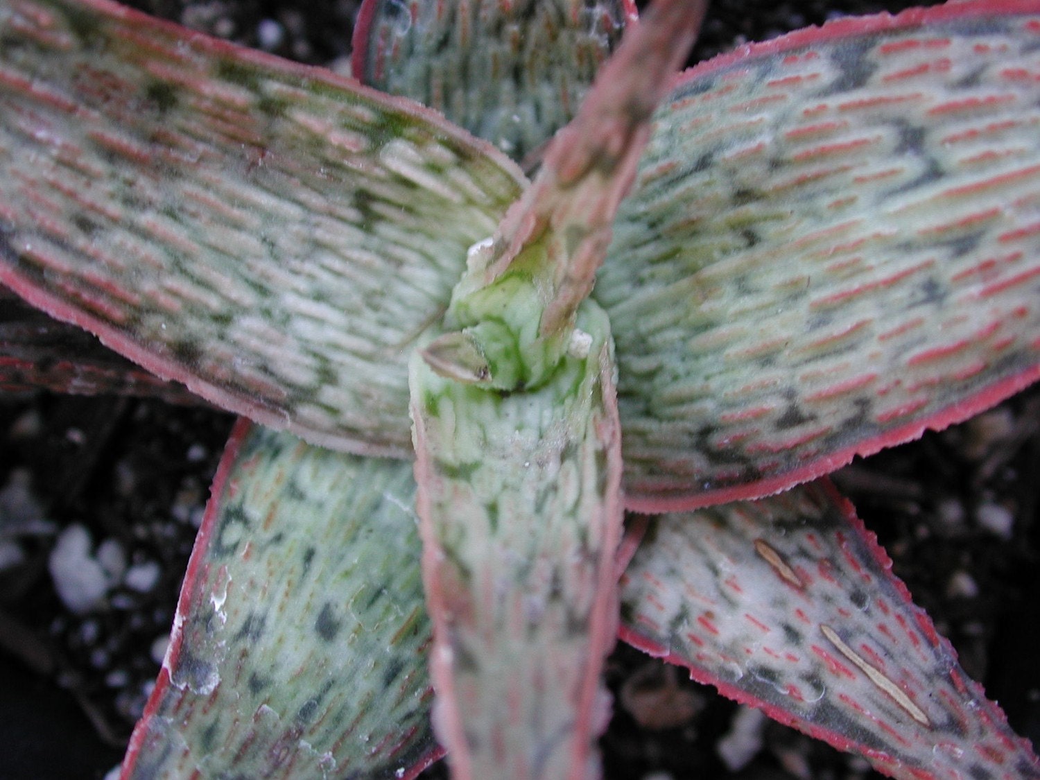 hybrid Aloe 'Pink Blush'