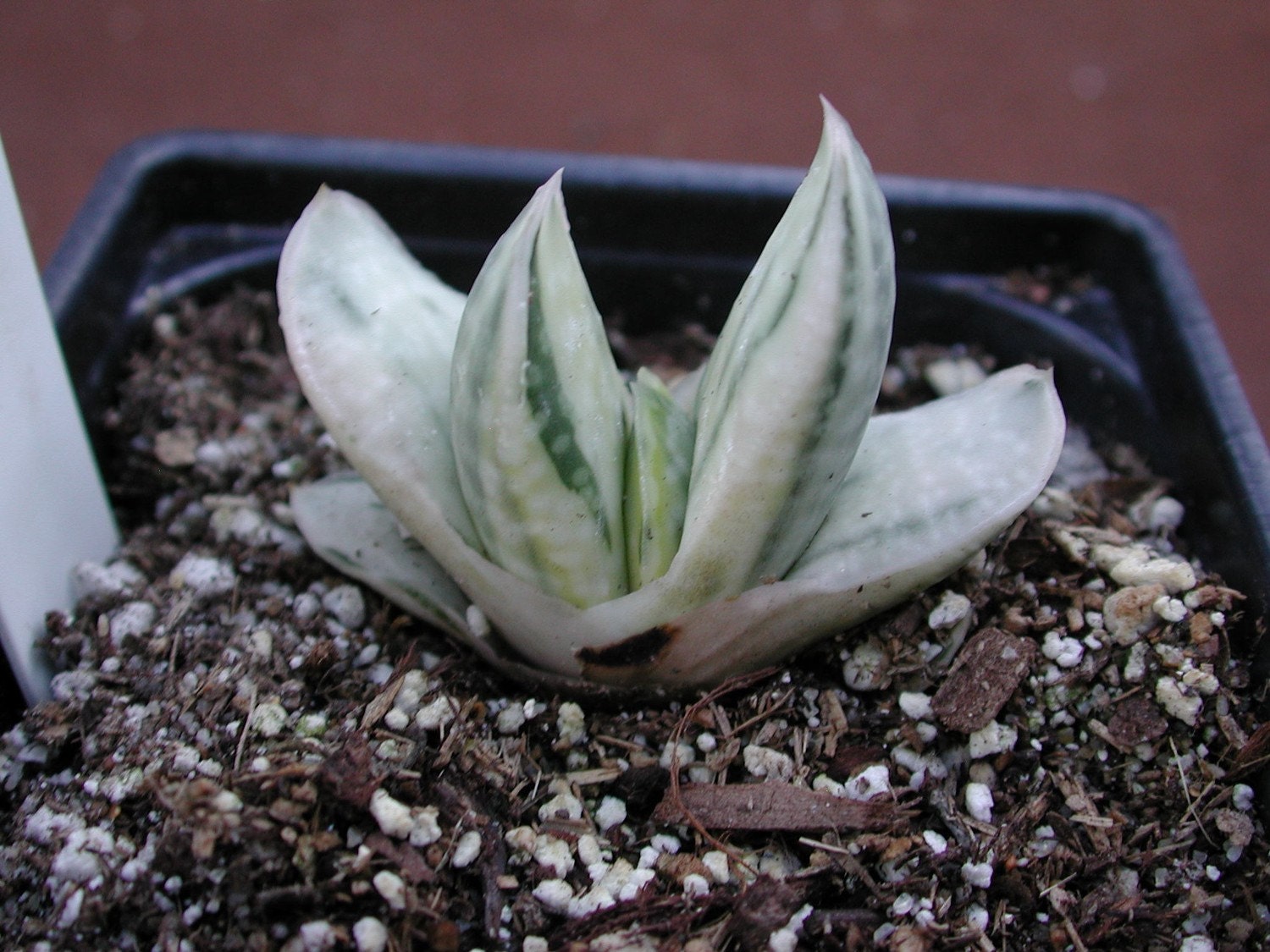 Variegated Gasteria hybrid