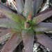 x Gasteraloe 'Midnight' (Gasteria x Aloe hybrid)