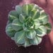 Aeonium 'Starburst'- Fantastic variegated leaves.