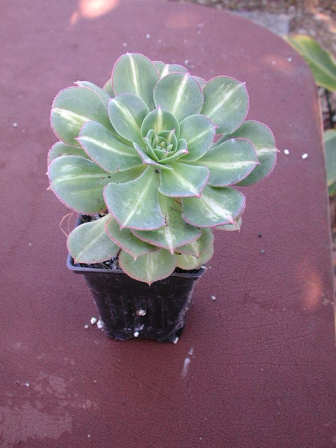 Aeonium 'Starburst'- Fantastic variegated leaves.