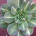 Aeonium 'Starburst'- Fantastic variegated leaves.