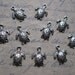 10 Turtle Charms Pendants in Silver Tone - smaller - C656