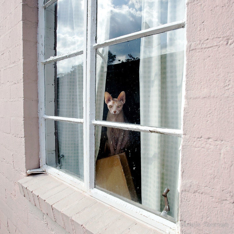 Sphynx Cat in a Window, 8" x 8" Fine Art Photography Print, Hairless Opal Kitty, Glennis Siverson