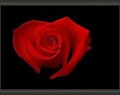 Professionally Framed 8.75" x 6.50" Heart Shaped Red Rose, Valentine, Gift for Sweetheart, Fine Art Floral Photography by Glennis Siverson