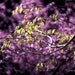 12" x 8" Branches, Green, Purple, Leaves, Landscape, Abstract Realism, Fine Art Photography by Glennis Siverson