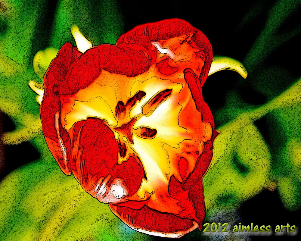 Fine Art Print - Dawn of the Tulip - Floral - Photography - Giclee - aimlessjonah