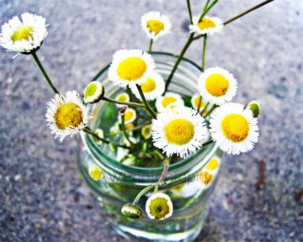 Simplicity Nature Yellow and White Flowers Simple in Glass Mason Jar Photography 8x10 Print