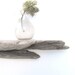 Driftwood Shelf No. 68