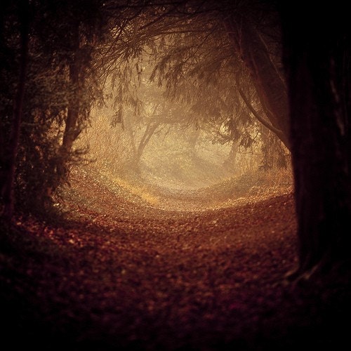 Photography sale - Fine art photography - Tree photo - Where is the white rabbit - spooky halloween magical woodland avenue - 8x8