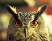 Photography - Owl photography - orange and black photograph - Excuse me Mr Hoots - Great Horned owl - black and orange - 12x8