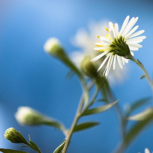 Botanical daisy photography: Hey Jude - sky blue bright daisies - beautiful spring print - fine art metallic daisy print - 8x8 - clickety