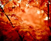 Red black photography - Forest  photo - red maple leaf photo at 5x7 - Canada symbol - autumn leaves