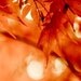 Large photography - Autumn maple leaves photo at 20x30: red and black tree photograph - red maple leaves in autumn - metallic print
