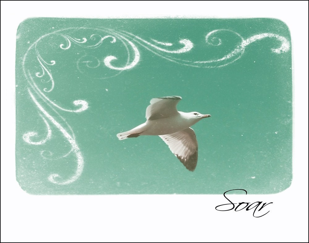 Soar 11x14 Photograph