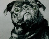 Black Pug Dog Beauty Fine Art Photograph 8x8 Square