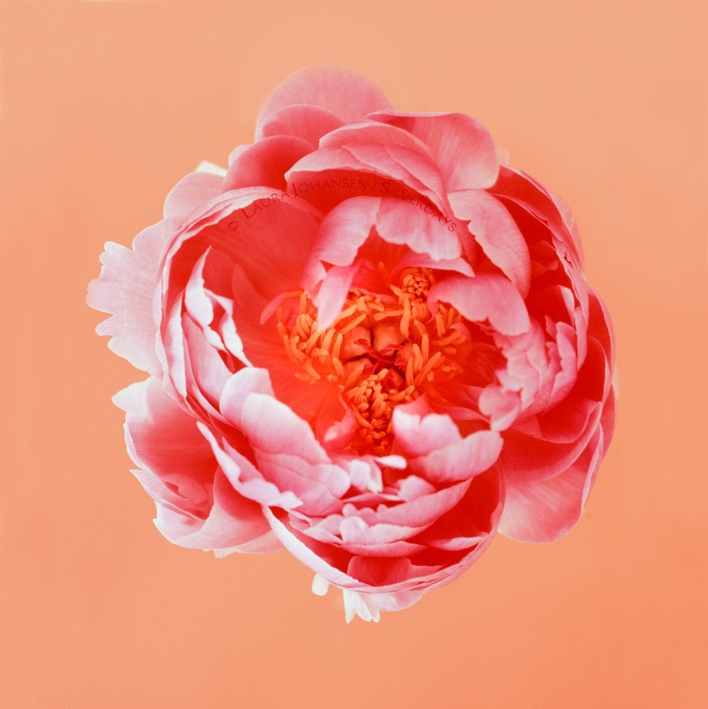 Peony Flower Pink Peach Coral on Orange Fine Art Photograph Photo 8 x 8 Square