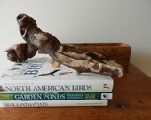 Gnarled Gnarly Piece of Driftwood