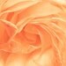 Flower photography - Mother's Day Photo