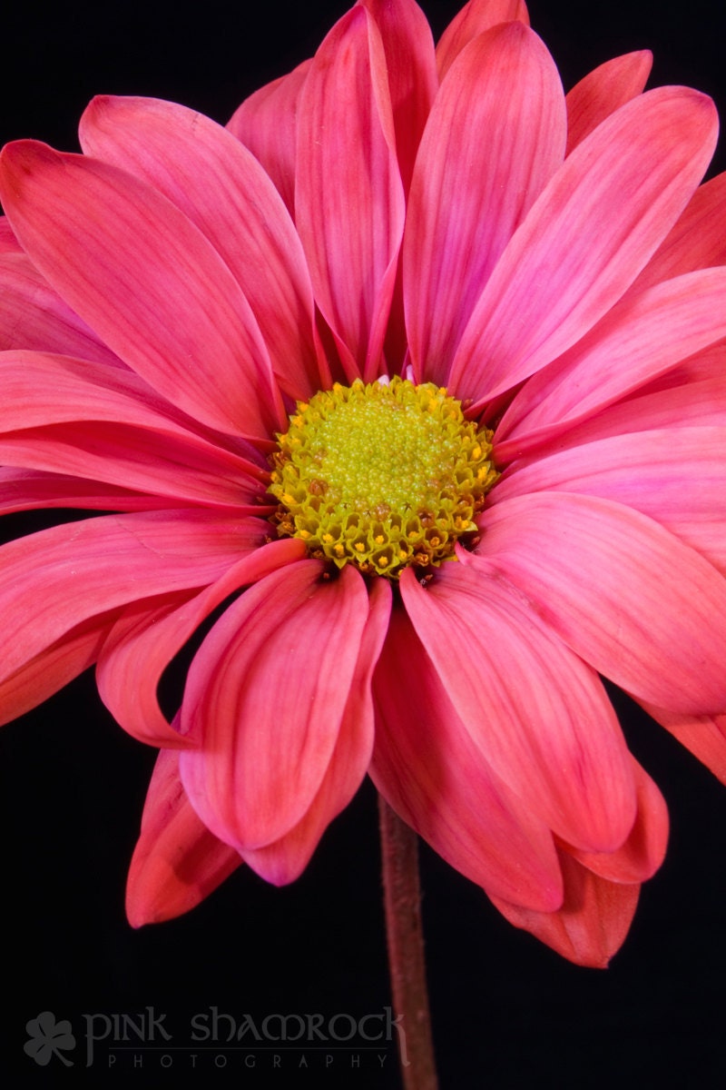 Pink Daisy Portrait Fine Art 8x10