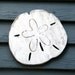Beach Sand Dollar Coastal Decor Gulf Coast