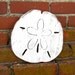 Beach Sand Dollar Coastal Decor Gulf Coast