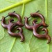 Tribal organic wooden tribal earrings fake gauges ROYAL SAVITASHRI