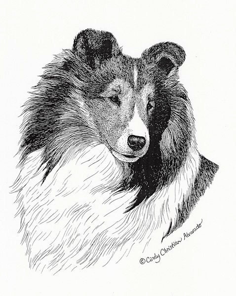 Sheltie Drawing