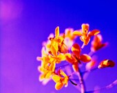 Mustard Flowers 4