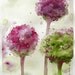 Allium Floral Watercolor Original Art