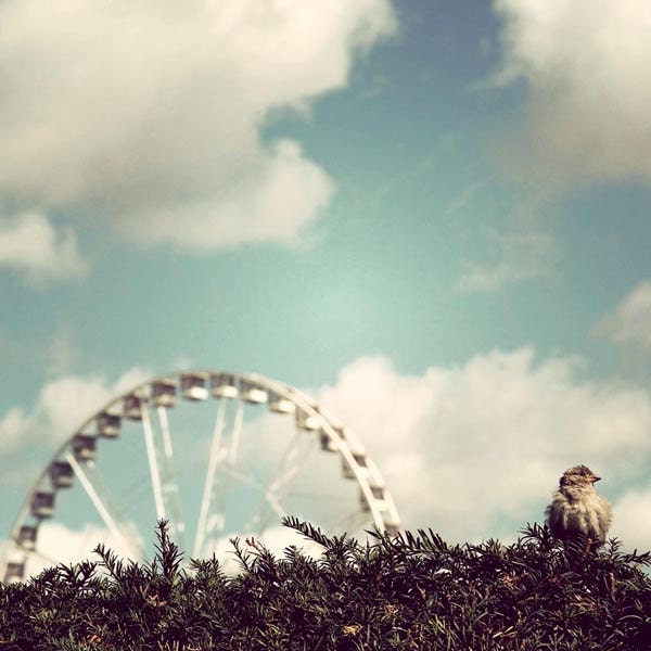 Baby Bird In The Park, Ferris Wheel - Near The Louvre In Paris, France Photograph 8x8