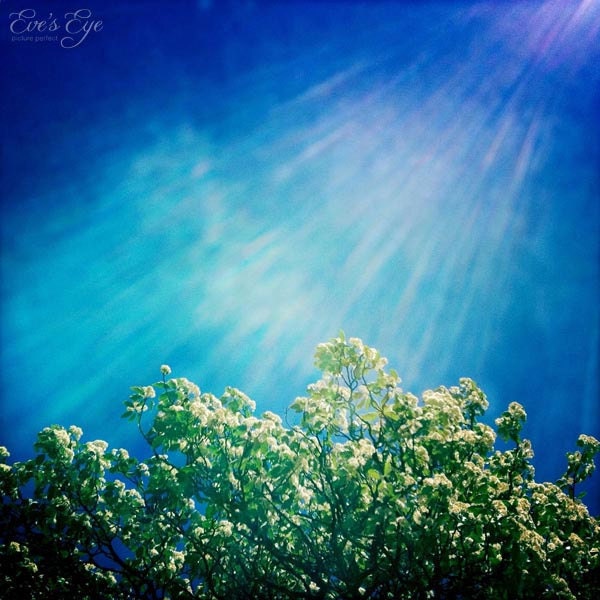 Swedish White Beam - Tree Top Outlines Bright Blue Sky Fine Art Photograph Print 5 x 5