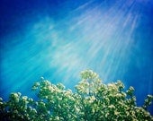 Swedish White Beam - Tree Top Outlines Bright Blue Sky Fine Art Photograph Print 8 x 8