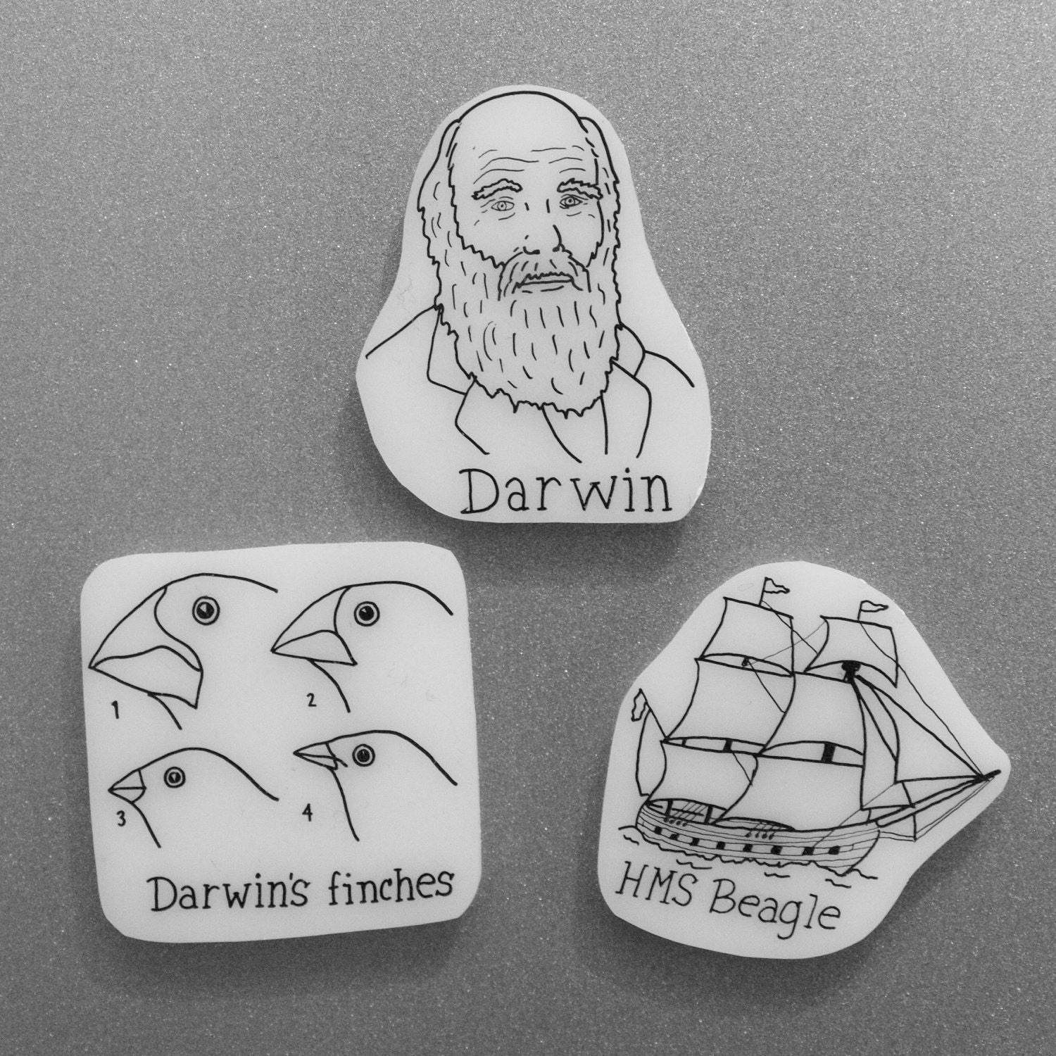 Darwin Magnet Set