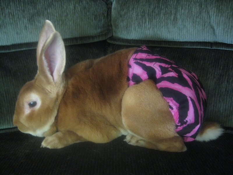 Rabbit Diaper