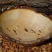 Hand Turned Wood Bowl Natural Edge Wood Bowl Bark Box Elder Maple Wood Bowl. Salad Bowl Fuit Bowl Dough Bowl Red Bowl Hand Turned Wood Bowl