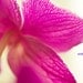 Colorful Beautiful Orchid Flower Photography 5x7