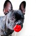 3 Color Plastic Lips on a Stick
