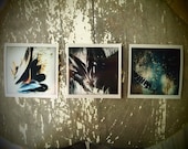 feather photographs on metallic paper