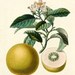 TRAVEL Body Lotion Citrus Harmony Aloe & Shea Butter - Natural - Handmade in Maine - 2oz - eden - Organic Sample
