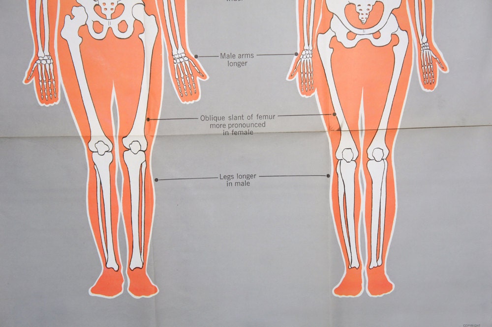 Vintage Anatomical Chart - Comparison of Male and Female Structure